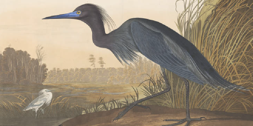 Exhibits-blue-crane-heron-image