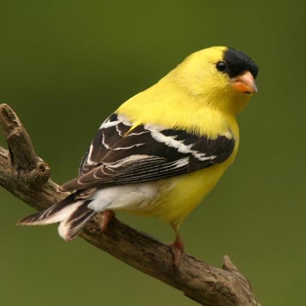 Yellow finch perched on a branch, Birds of the World