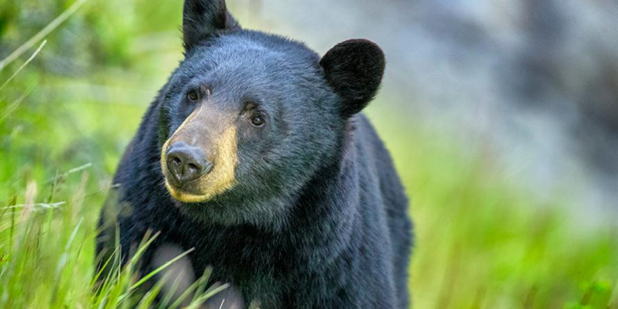 Close-up of black bear, Grzimeks Animal Life