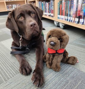Katja, RDPL's Facility Service Dog, who is a chocolate lab, is laying down next to a matching Katja stuffie.